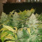 Zombie Death Fuck (BlimBurn Seeds) Cannabis-Samen