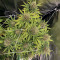 Cali Bay Dream (Garden of Green Seeds)
