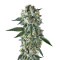 BatGum (Hero Seeds) Cannabis-Samen