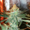Big Bud Auto-Samen (Herbies Seeds)