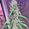 Bruce Banner #3 (Big Head Seeds) Cannabis-Samen