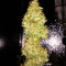 Chemdawg (Humboldt Seeds Organization) Cannabis-Samen