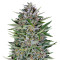 Dreamberry Auto (Auto Seeds) Cannabis-Samen