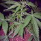Fruit Cake (Seedstockers) Cannabis-Samen