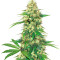 Fruit Cake (Seedstockers) Cannabis-Samen