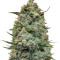 Hawaiian Punch (Sagarmatha Seeds) Cannabis-Samen