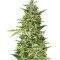 Jack Diesel (Positronics Seeds) Cannabis-Samen
