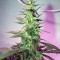 Skunk #1 Automatic (Sensi Seeds) Cannabis-Samen