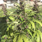 Violeta Regular (Ace Seeds) Cannabis-Samen