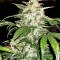 Pro Auto Mix feminisiertes Saatgut (Seedstockers)