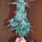 Auto Wappa (Paradise Seeds) Cannabis-Samen