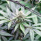 Critical Gorilla (Expert Seeds) Cannabis-Samen