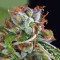 Double OG Haze (Pyramid Seeds) Cannabis-Samen