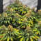 OG Kush Fast Version feminisierte Samen (EGS)