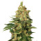 Orange Sherbert (Barney's Farm) Cannabis-Samen