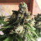 Quick Critical + (Dinafem Seeds) Cannabis-Samen