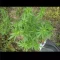 Kaufe Blackberry Moonrocks Samen feminisiert von AlphaFem Seeds