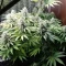 Eleven Roses (Delicious Seeds) Cannabis-Samen zu verkaufen