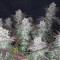 Gelato (BlimBurn Seeds) Cannabis-Samen zu verkaufen