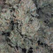 Forbidden Runtz Auto Cannabis-Samen Kaufen
