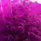 O.G. Kush Autoflower (Seedstockers) Cannabis-Samen zu verkaufen
