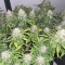 Runtz Auto Cannabis-Samen Kaufen
