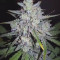 Kaufe Runtz XL Auto Samen feminisiert von Sweet Seeds