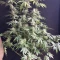 Kaufe Northern Lights Samen feminisiert von Herbies Seeds