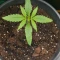 Apple Betty Cannabis-Samen Kaufen