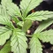 Blackberry Auto Cannabis-Samen Kaufen