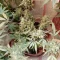 Lemon AK Auto Cannabis-Samen Kaufen