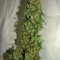 Super Lemon Haze Cannabis-Samen Kaufen