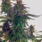 Medical Mass CBD (RQS) Cannabis-Samen zu verkaufen