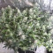 Banana Blaze Cannabis-Samen Kaufen