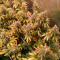 Blue Sunset Sherbert Cannabis-Samen Kaufen