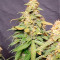Wedding Cheesecake Auto (Fast Buds) Cannabis-Samen zu verkaufen