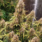 Lemon Pie Auto (Fast Buds) Cannabis-Samen zu verkaufen