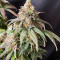 Liberty Haze Cannabis-Samen Kaufen
