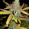 Candy Dawg Autoflower Cannabis-Samen Kaufen