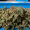Original Auto Cheese Cannabis-Samen Kaufen