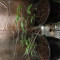 Kaufe Grandmommy Purple Samen feminisiert von Herbies Seeds