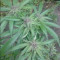 Kaufe Grandmommy Purple Samen feminisiert von Herbies Seeds