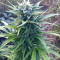 Auto Daiquiri Lime Cannabis-Samen Kaufen