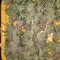 Tropicana Cookies Fast Flowering (Fast Buds) Cannabis-Samen zu verkaufen