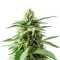 Amnesia Haze (RQS) Cannabis-Samen