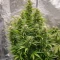 Automatic (Big Buddha Seeds) Cannabis-Samen