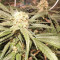 Blackberry Gum feminisierte Samen