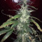 Blue Dream (BlimBurn Seeds) Cannabis-Samen