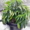 Cinderella 99 feminisierte Samen (Brothers Grimm Seeds)