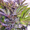 Grandaddy Black (Original Sensible Seeds) Cannabis-Samen